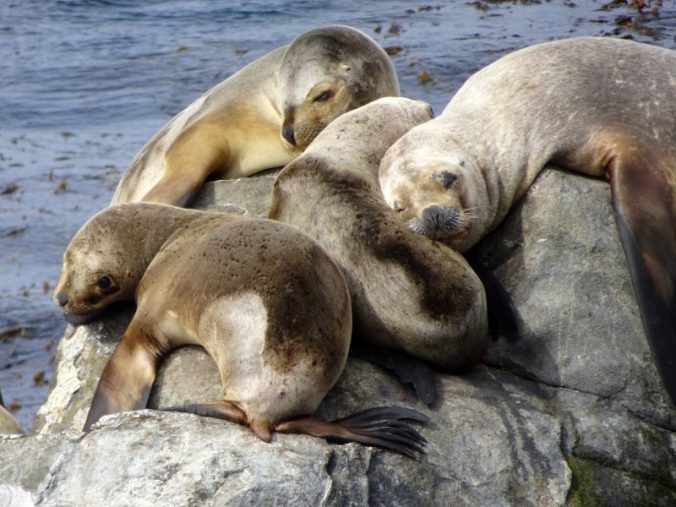 Les lions de mer du Canal Beagle