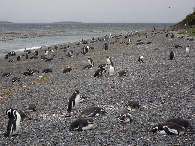Plein plein plein de manchots!