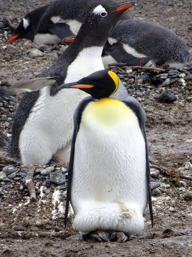 Manchot Royal parmi les Manchots Papou