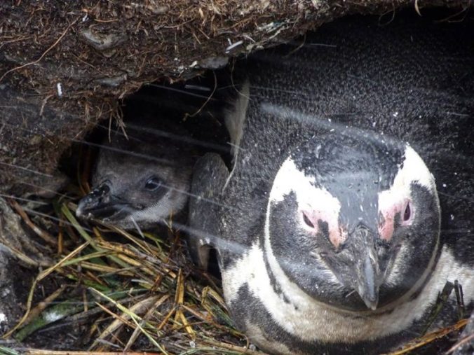 Un Manchot Magellan et son poussin