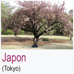 Japon Tokyo