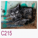 C215