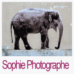 Sophie Photographe